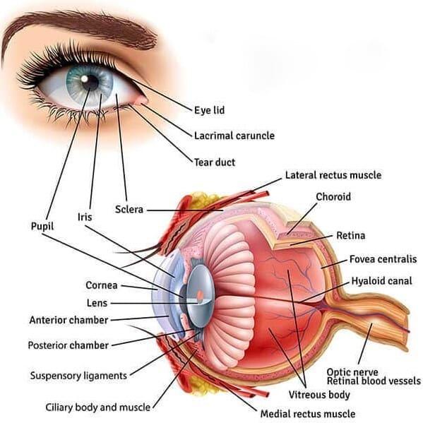 What is Cyl, Axis, and Sph? - Abdosy